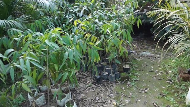 Sansar Nursery - Varanasi, Uttar Pradesh