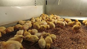 Нашим перепелкам 5 дней и мы переводим перепелок с пеленок на сетку🐤(2025)