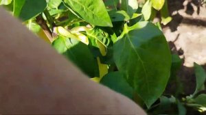 Болгарский сладкий перец. Испанский бык, Забор красный, Бухгалтер