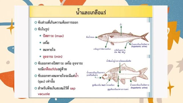 ระบบขบถายของสตวExcretory system EP 1 