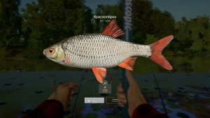 Русская рыбалка 4. Сура. Краснопёрка. Попал в мировые рекорды!!!