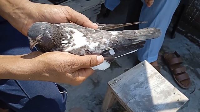 Pure Royal Teddy Breeder Pair Pigeons.
