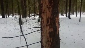 Древняя альтернативная технология передачи данных. Лесной сотовый телефон;)