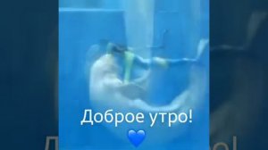 Дельфины сделали сердце