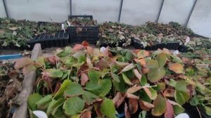 Зимовка рассады клубники в теплице