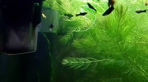 Моллинезии на продажу на 25.01.2025 - подрастают потихоньку.