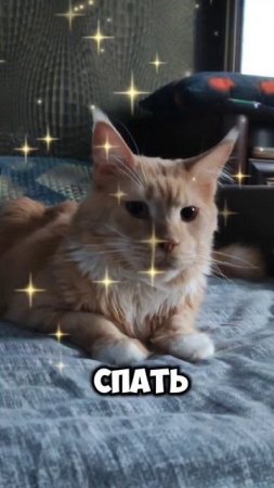 Хотите почувствовать себя котом? #мейкун #cat #мейнкун #котик #кот #котики #мяу #коты #кошки #юмор