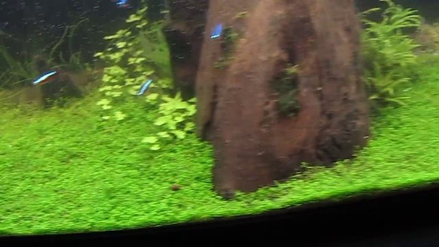 Аквариум 22.12.2013 смотреть онлайн