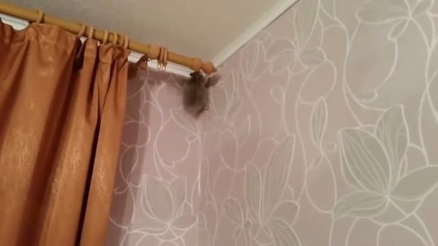 Мемчики про хомячков