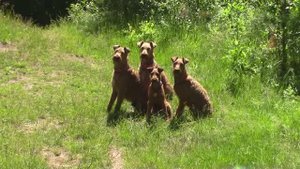 Ирландские терьеры: Лето , ах лето 2022.