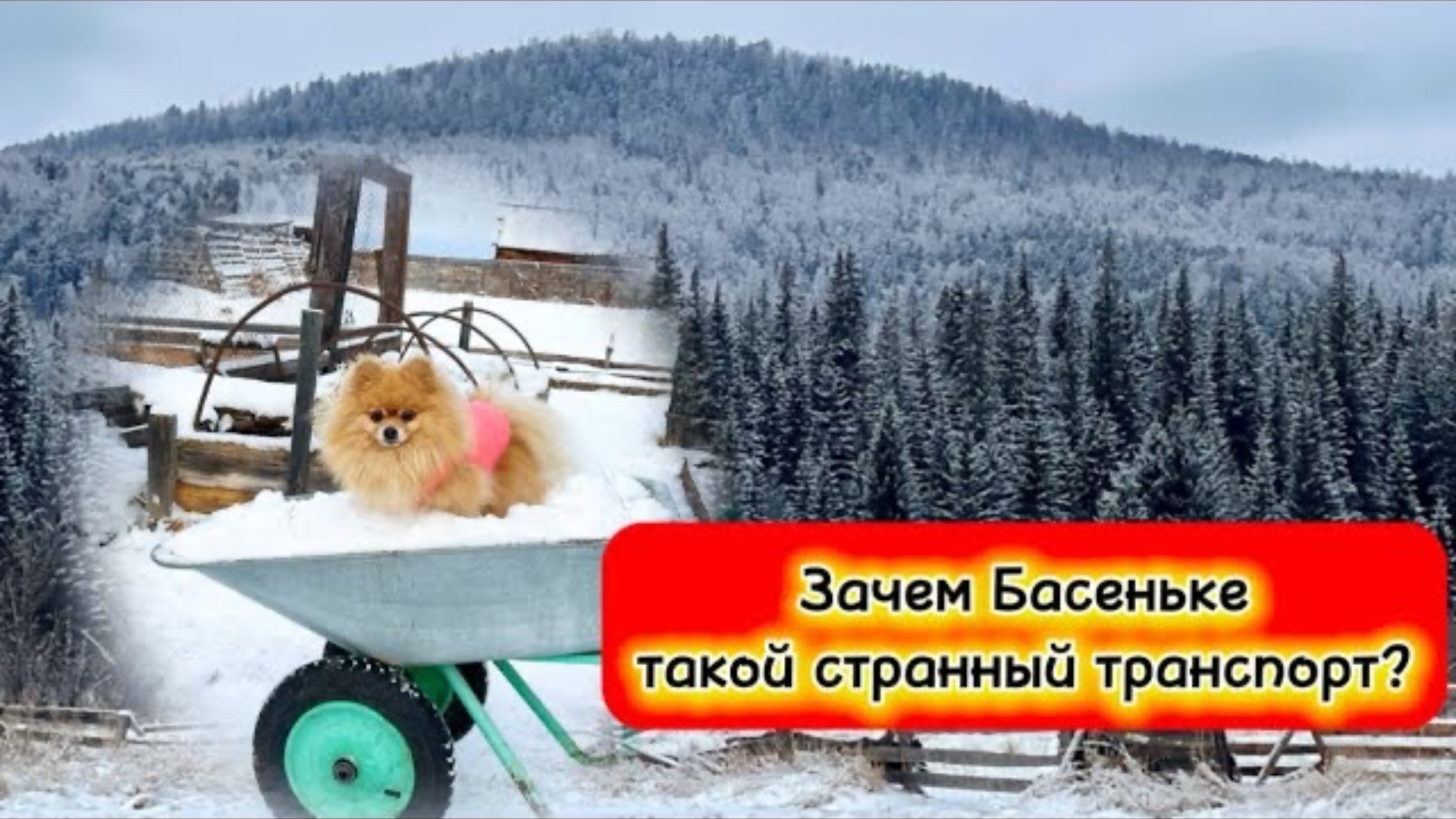 Зачем Басеньке такой странный транспорт?