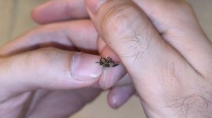 Про слепней. Как выглядят они сами и их укусы