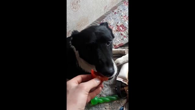 СОБАКА-ВЕГЕТАРИАНЕЦ смотреть онлайн