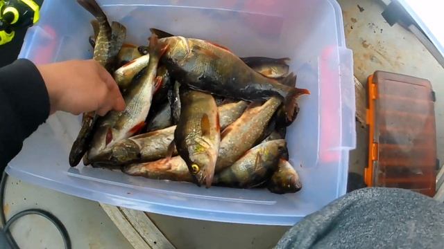 Рыбалка 53 ру ильмень
