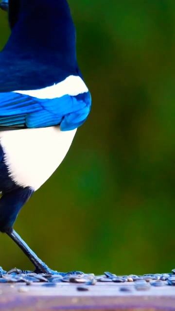 🎶Singing Birds - Birds chirping - Soothing Birds Sounds for relaxation and  birdwatching👀🐦🎶