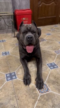 Трой❤️ #tttt #cane #канекорсо #canecorso #canecorsoitaliano #канекорсоитальяно #кане