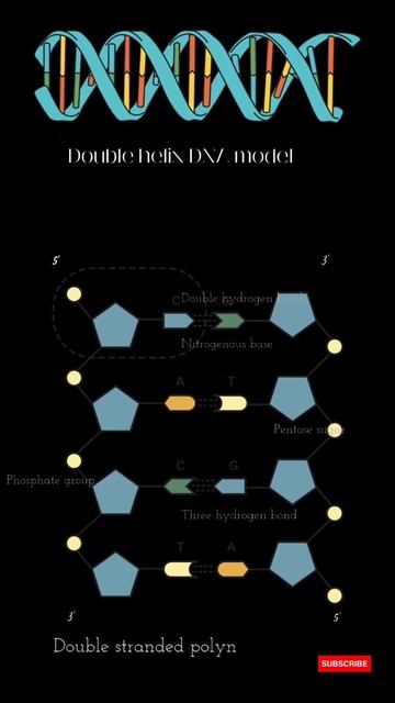 Structure of DNA 🧬 #shortsfeed #biology #biologyclass12 #shortsfeed #dna #structure #replication смотреть онлайн