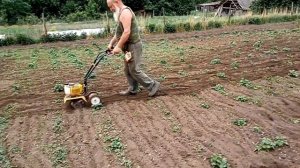 Обработка картошки мототяпкой Чемпион. К сожалению звук плохой.