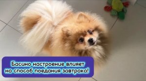 Басино настроение влияет на способ поедания завтрака!