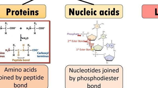 4 Biological Molecules: Structure and Their Function || A quick guide to Understanding biomolecules