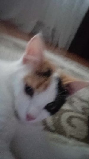 шла подруга