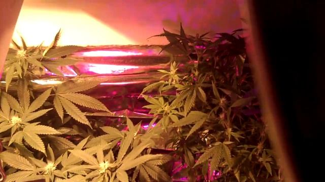 Marijuana 2 New 40 w cfl 2700k, 17 or so days into the flower смотреть онлайн