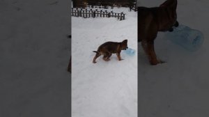 Щенок немецкой овчарки зонарного окраса