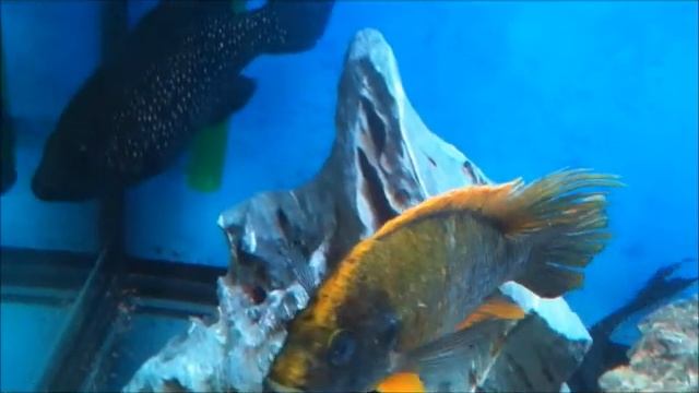 american cichlid & african cichlid 220 L RGB led Lights смотреть онлайн