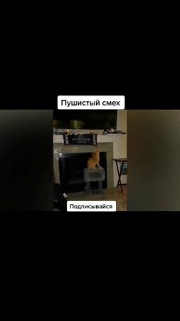 Пушистый смех