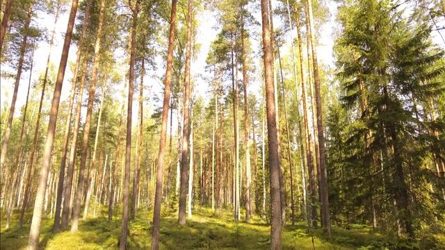 Просто ЛЕС (4К) #зевс #будогощь #Бодрыйдедза60лет #мультиторцовка #щитнастила #производствостанков смотреть онлайн