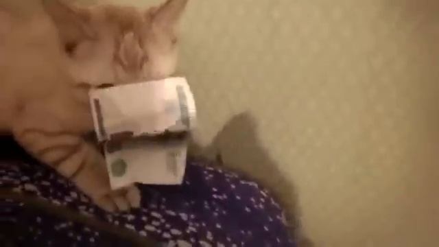 Кот воришка. смотреть онлайн