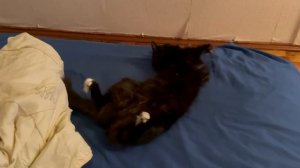 Бусинка кривляка