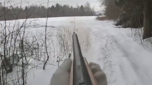 ТРУДОВАЯ ОХОТА С ГОНЧИМИ! НАЙДА УМНИЦА, ОТРАБОТАЛА НА ВСЕ 100%