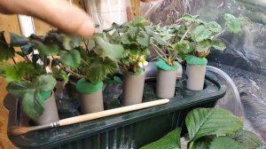 ВЫРАЩИВАНИЕ КЛУБНИКИ ЗИМОЙ В ДОМЕ. Начало цветения. Часть 6. GROWING STRAWBERRIES IN THE WINTER P- 6