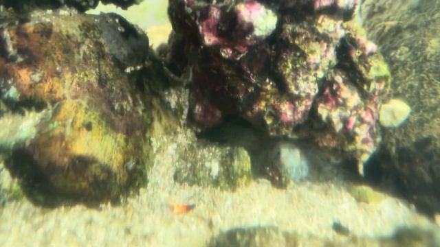 125 gal salt water tank смотреть онлайн