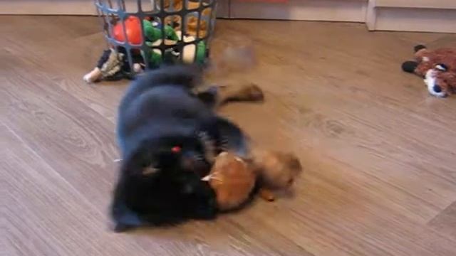 ГГ Бера ф ЛХ(Рона) .1 МЕСЯЦ смотреть онлайн