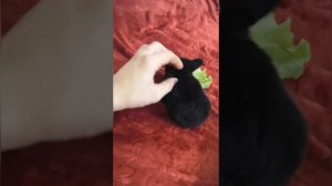 Кролик великан в домашних условиях 😇🐰🐇.                    Rabbit giant at home 😇🐰🐇