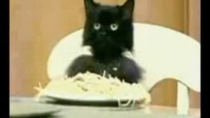 Spagetti Cat ^^