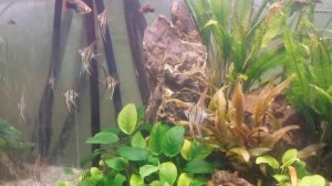 Скалярия Рио-Нанай (Перуанская красноточеченая скалярия) Перуанский альтум