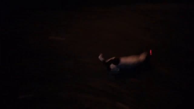 Тренировка команды сидеть лазерной указкой смотреть онлайн