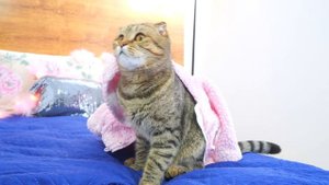 ОЧЕНЬ СТРАННЫЙ КЕТЧУП ДЛЯ КОШКИ