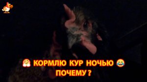 Корм курам ставлю ночью, когда они спят ❣️🤗😂