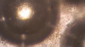 Чай из листа Клёна плюс верёвочный червь