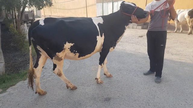 Hujalikdan bug'oz sigirlar sotiladi ☎️91-680-28-63 yetkazib berish be pul смотреть онлайн