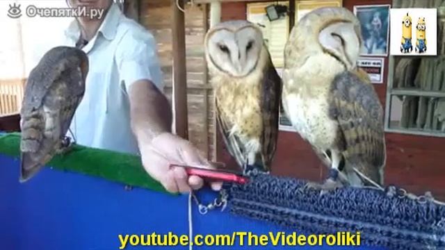 Реакция сов на сотовый телефон)))) смотреть онлайн