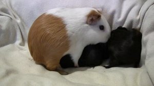 Самка морской свинки кормит малышей