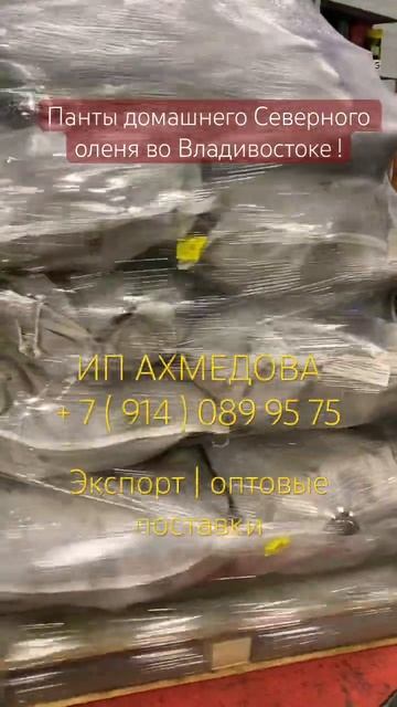 @Alena_Akh_Rose  Панты северного оленя. Оптовые поставки. Экспорт 📦🚢 #пантысеверногооленя
