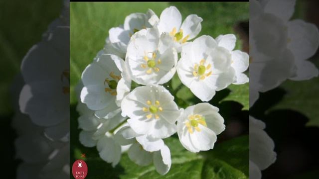 What is Skeleton Flower?| Skeleton Flower क्या है?| #shorts #FactzPoint смотреть онлайн