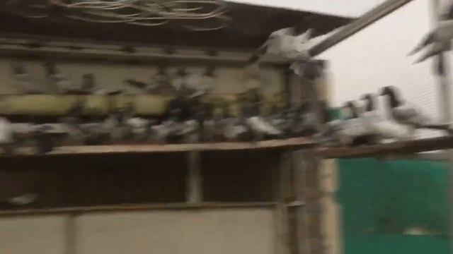 Royal Teddy breeder setup MashAllah Shok kry beauty ka or andhara ki waja sa shok Thora hua смотреть онлайн