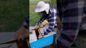 Мед 2020 откачка с рапса